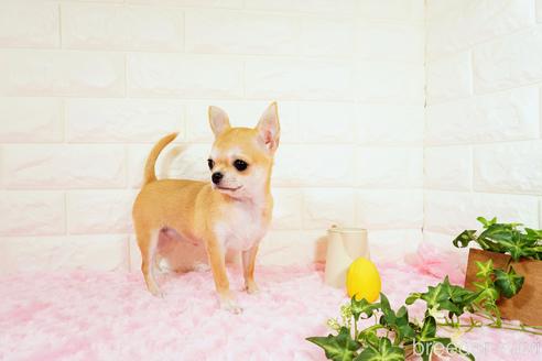 成約済の愛知県のチワワ(スムースコート)-170100の3枚目